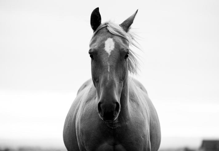 Czarno biały koń