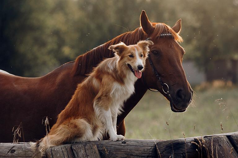 pies siedzący na płocie i koń
